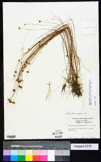 Rhynchospora chapmanii image