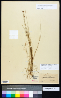 Rhynchospora chapmanii image