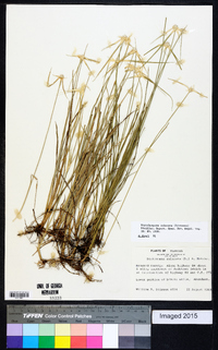 Rhynchospora colorata image