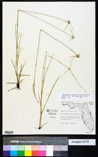 Rhynchospora colorata image
