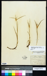 Rhynchospora colorata image
