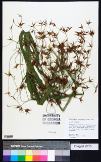 Rhynchospora corniculata image