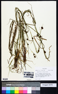 Rhynchospora crinipes image