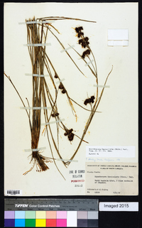 Rhynchospora fascicularis image