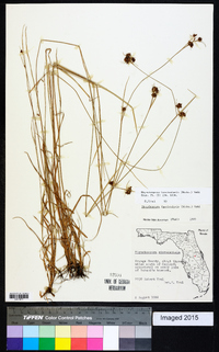 Rhynchospora fascicularis image