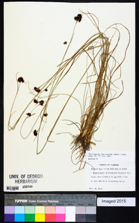 Rhynchospora fascicularis image