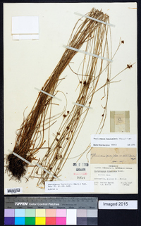 Rhynchospora fascicularis image