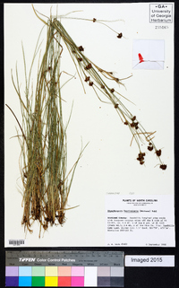 Rhynchospora fascicularis image