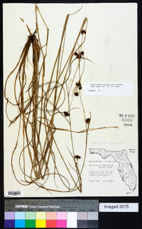 Rhynchospora fascicularis image