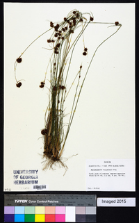 Rhynchospora filifolia image