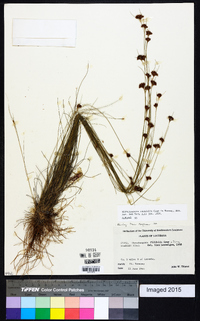 Rhynchospora filifolia image