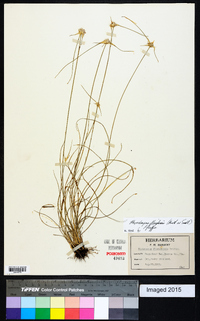 Rhynchospora floridensis image