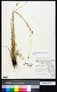 Rhynchospora globularis var. pinetorum image