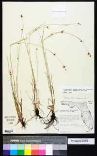 Rhynchospora globularis var. pinetorum image