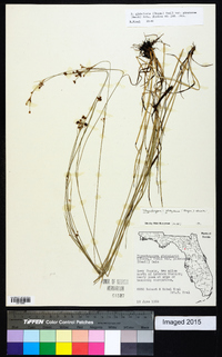 Rhynchospora globularis var. pinetorum image