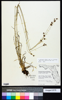 Rhynchospora globularis var. pinetorum image