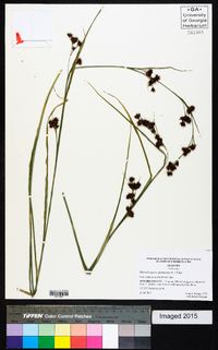 Rhynchospora glomerata image