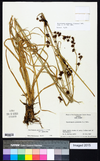 Rhynchospora glomerata image