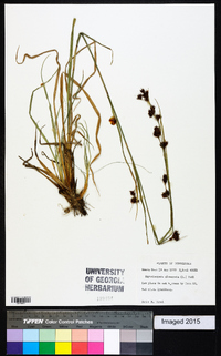 Rhynchospora glomerata image