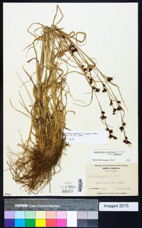 Rhynchospora glomerata image