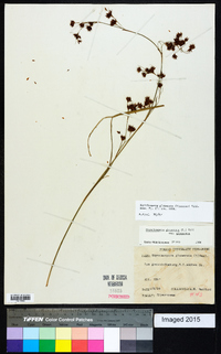 Rhynchospora glomerata image