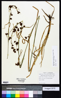 Rhynchospora glomerata image