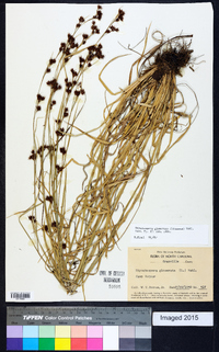 Rhynchospora glomerata image