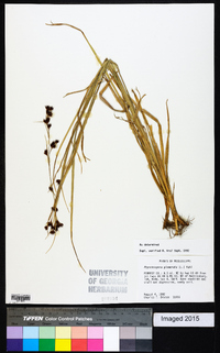 Rhynchospora glomerata image