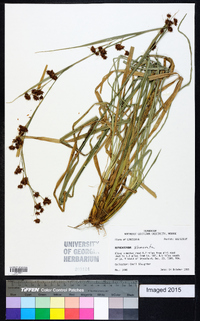 Rhynchospora glomerata image