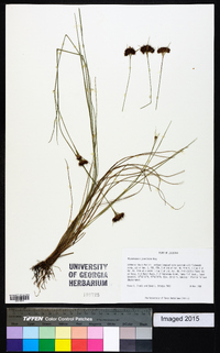 Rhynchospora gracilenta image