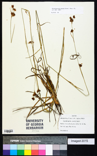 Rhynchospora grayi image