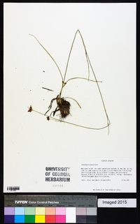 Rhynchospora grayi image