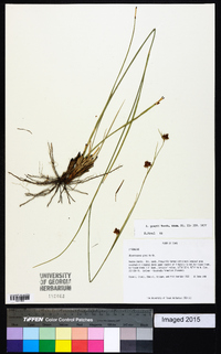 Rhynchospora grayi image