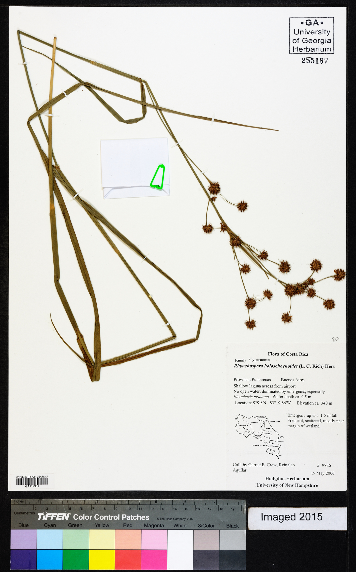 Rhynchospora holoschoenoides image
