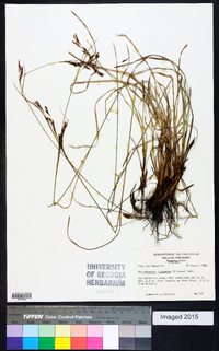 Rhynchospora inexpansa image