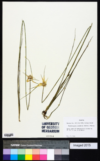 Rhynchospora latifolia image