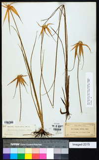 Rhynchospora latifolia image