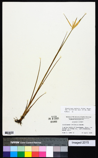 Rhynchospora latifolia image