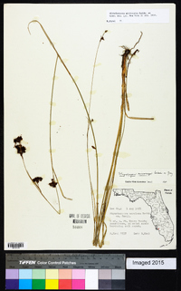 Rhynchospora microcarpa image