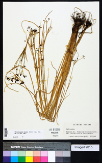 Rhynchospora nitens image