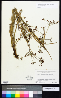 Rhynchospora nitens image