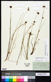 Rhynchospora pallida image