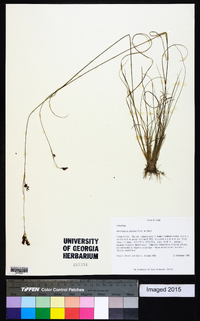 Rhynchospora perplexa image