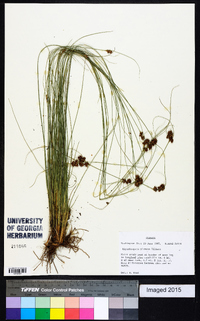 Rhynchospora plumosa image