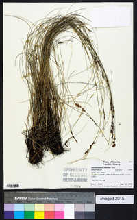Rhynchospora plumosa image