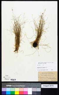 Rhynchospora plumosa image