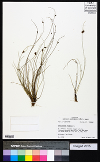 Rhynchospora plumosa image