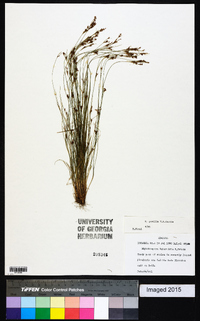 Rhynchospora pusilla image