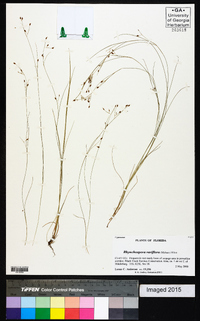 Rhynchospora rariflora image