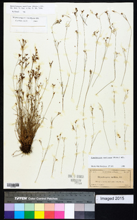 Rhynchospora rariflora image